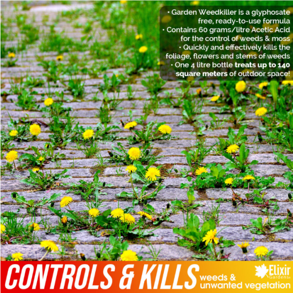 (Ya, 12) 4 Liter Pembunuh Gulma & Lumut Cepat Tanpa Glifosat | Organik & Alami Siap Pakai Formula Asam Asetat (60g/l) | Hasil dalam 24 Jam